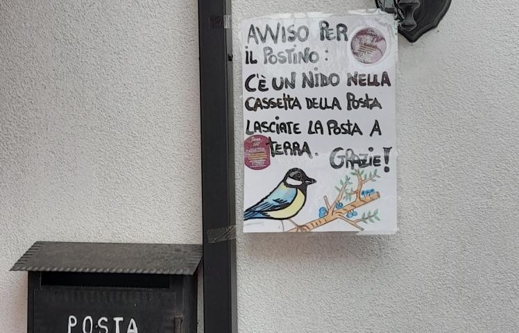 Copertina per Non disturbate i 'parussui', la natura e le sue storie ad Aiello
